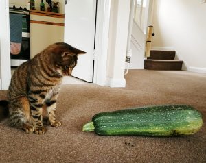 Cat looking surprised at a marrow